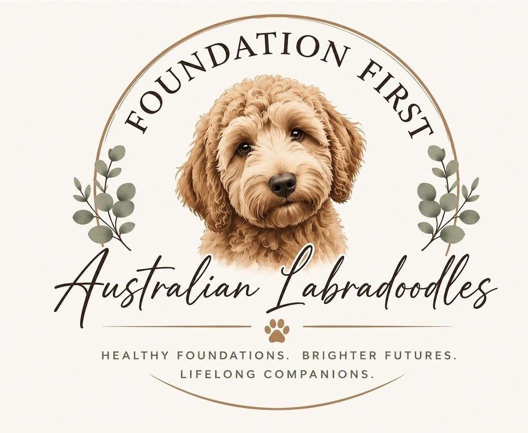 Foundation First Australian Labradoodles