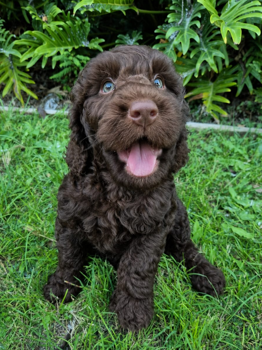 Puppy training and socialization